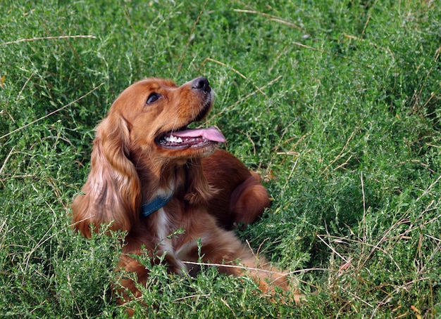 A dog is laying in the grass with his tongue out.