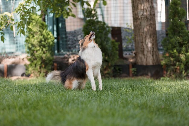 A dog is looking up at a tree