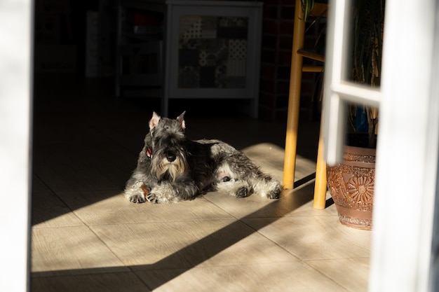 The dog is lying on the floor and basking in the sun