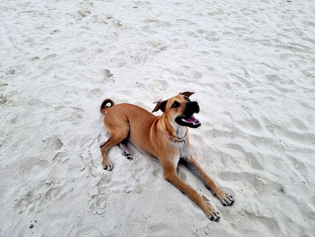 The dog is lying on the sand of the beach