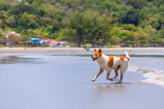 The dog is playing on the beach.