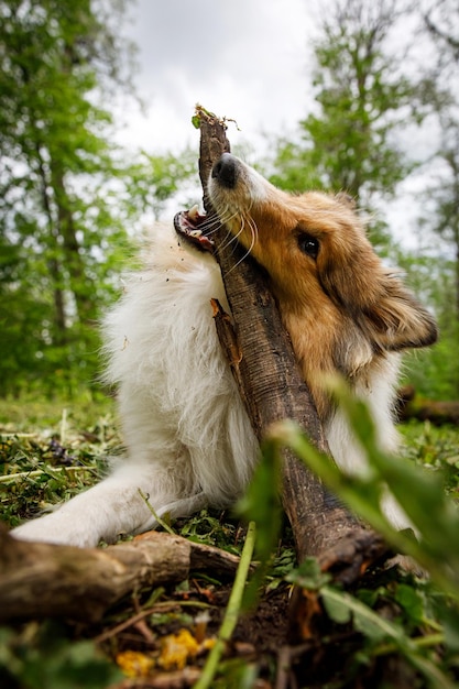 The dog is playing with a stick in forest