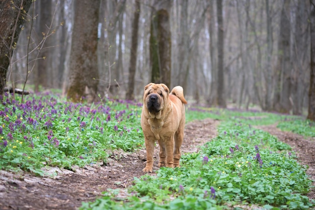 The dog is a purebred Shar-Pei in the woods. red cheerful dog , spring forest with flowers