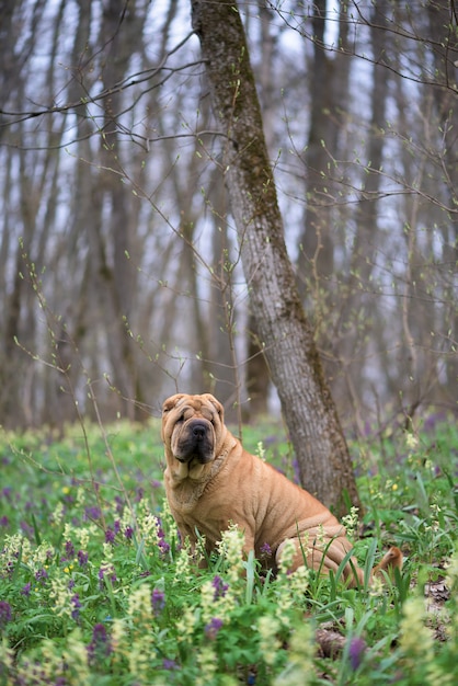 The dog is a purebred Shar-Pei in the woods. spring forest with flowers