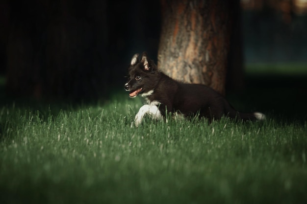 A dog is running in the grass with its tongue out.