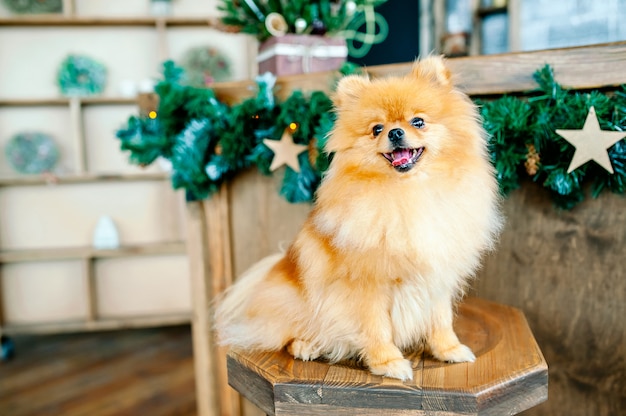  the dog is sitting on a chair, Christmas lights