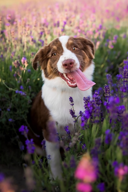 A dog is sitting in a field of purple flowers and has its tongue out.