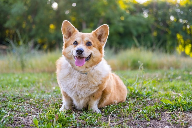 a dog is sitting in the grass with the sun shining through the trees