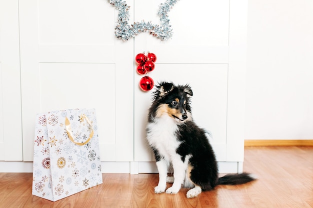 The dog is sitting in the room, a star for the new year and Christmas, home decoration for the holiday, a puppy and a gift bag