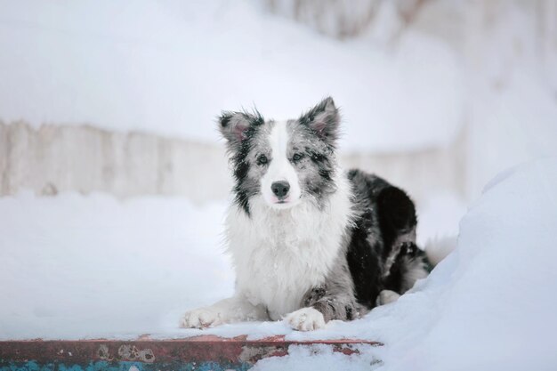 Photo a dog is sitting in the snow with the word dog on it.