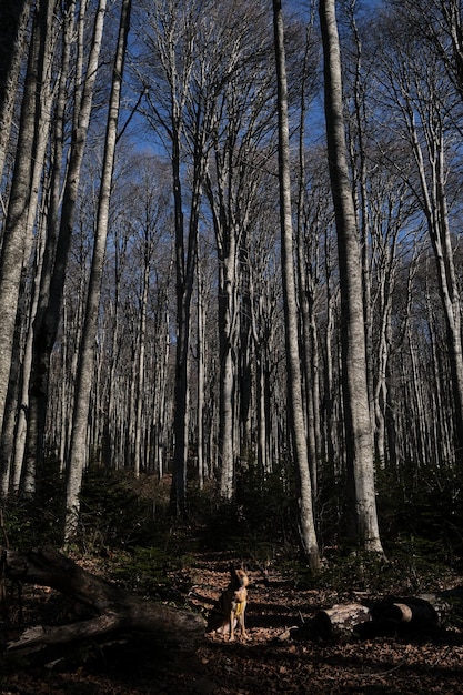 Dog is sitting among tall bare trees and enjoying life and walking outside in fresh air