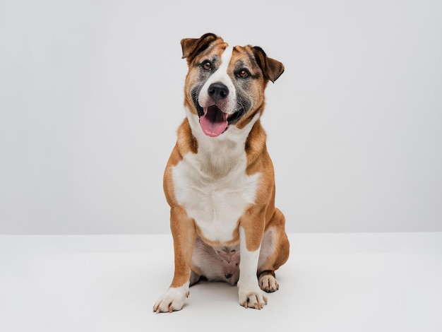 Photo a dog is sitting on a white table with a white background