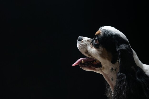 Photo a dog is staring at something with a black background