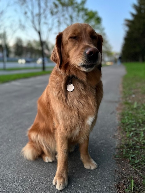 the dog is tired of posing and just sits on the road and shows his displeasure