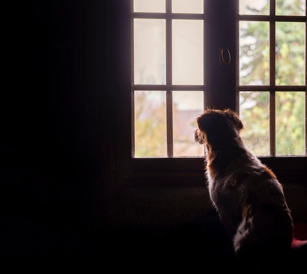 The dog is waiting by the window in the room