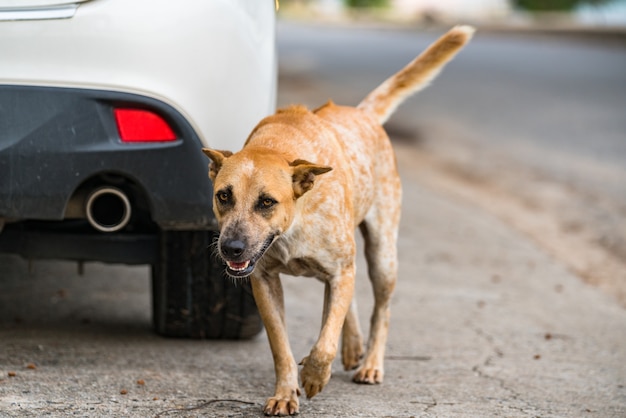 Dog is waiting for the owner on the roadside