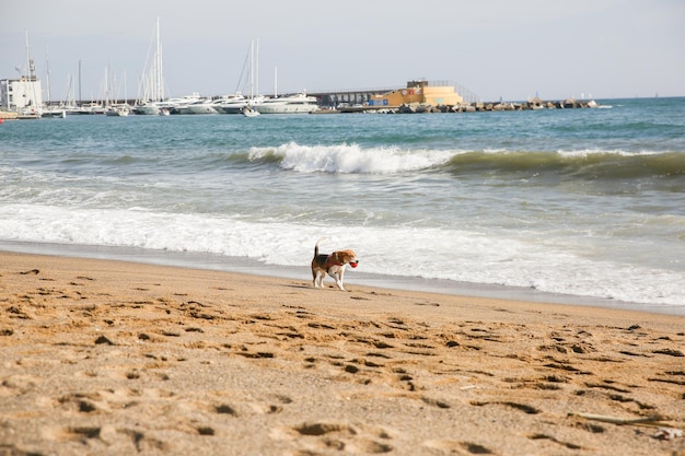 Dog is walking on the beach with a ball in mouth Summer photo of rest Pet near the sea Fun holiday Healthy lifestyle