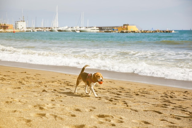 Dog is walking on the beach with a ball in mouth Summer photo of rest Pet near the sea Fun holiday Healthy lifestyle