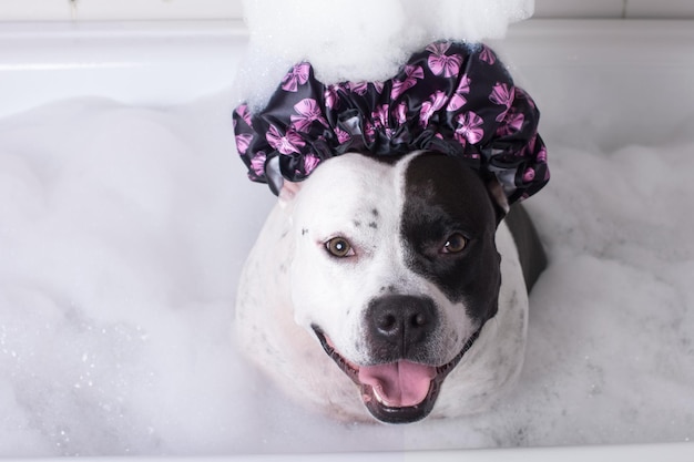 The dog is washing in the bathroom An animal in a shower cap and with foam on its head