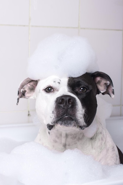 The dog is washing in the bathroom An animal in a shower cap and with foam on its head