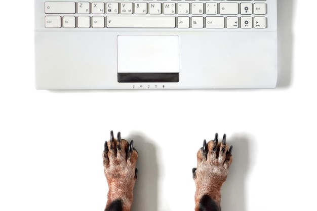 A Dog is working on a modern office white desk with laptop computer.