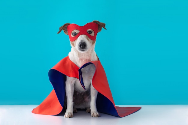 Dog jack russell super hero costume