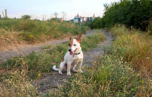 A dog of the Jack Russell Terrier breed sits right on a path in a green collar looks to the side with an open mouth against the background of a blue skya blue cathedral and green grass and trees