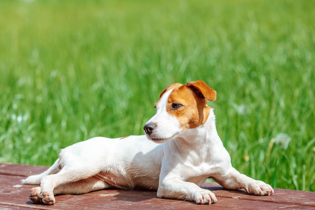 Dog Jack Russell terrier lies on a wooden terrace against the background of green grass