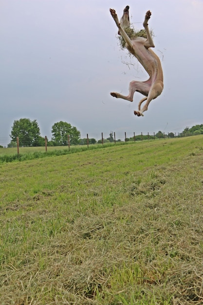 Photo dog jumping over field against sky