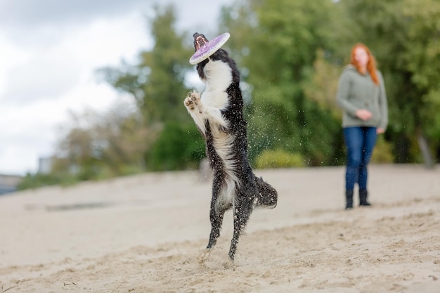 A dog jumps in the air with a frisbee in its mouth.