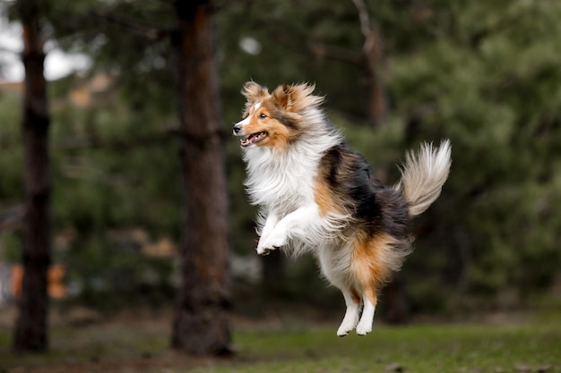 A dog jumps in the air with the word collie on the back of its coat.