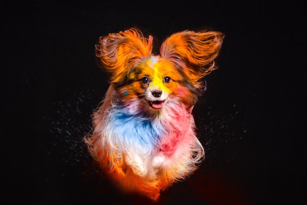 The dog jumps in colors on a black background