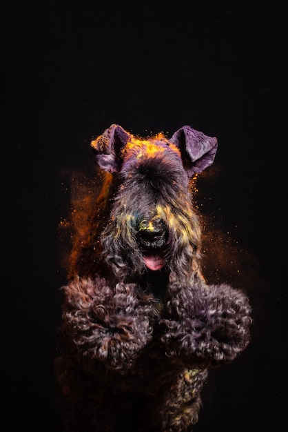 The dog jumps in colors on a black background