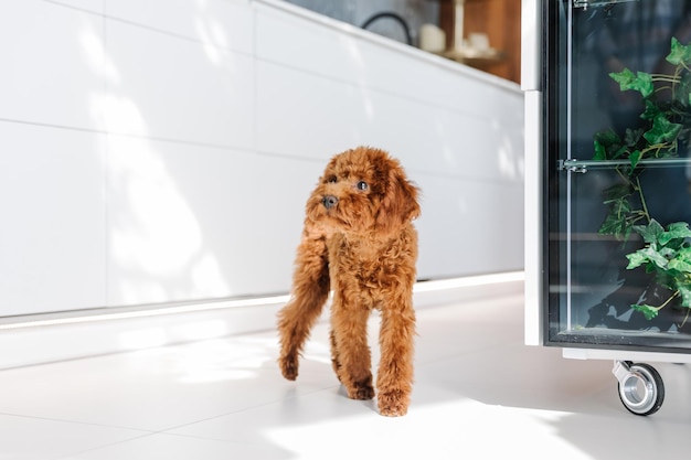 A dog in a kitchen with a dishwasher