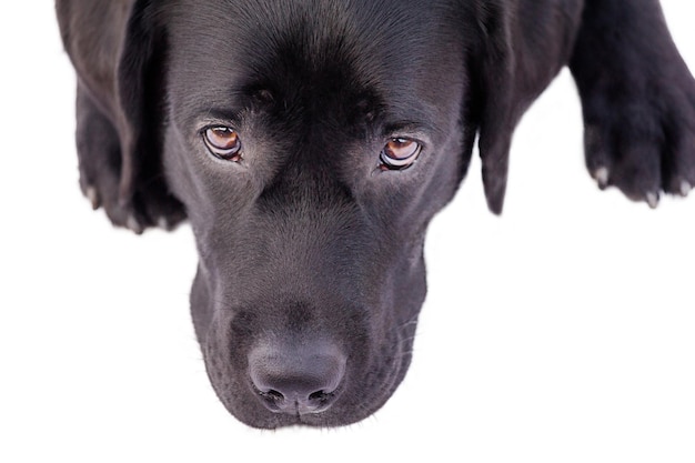 A dog of the Labrador retriever breed muzzle closeup lies on a white Dog isolate on white