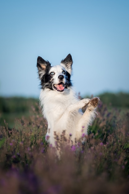 Dog in lavender flowers Lovely pet Dog on a lavender field Border Collie dog