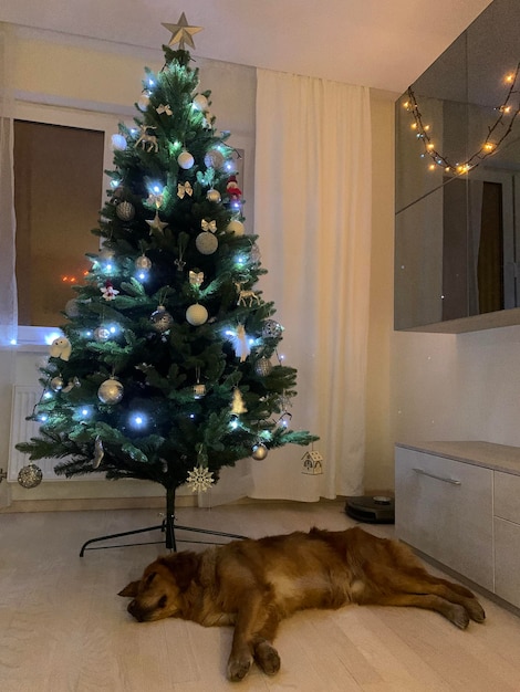 The dog lay down under the Christmas tree