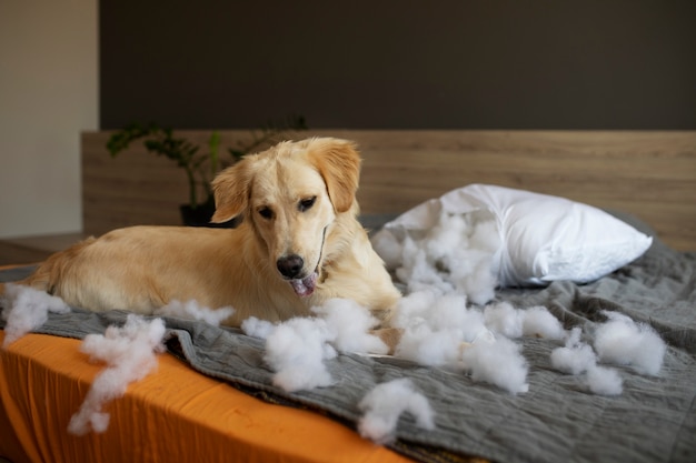 Dog laying in bed after biting pillow