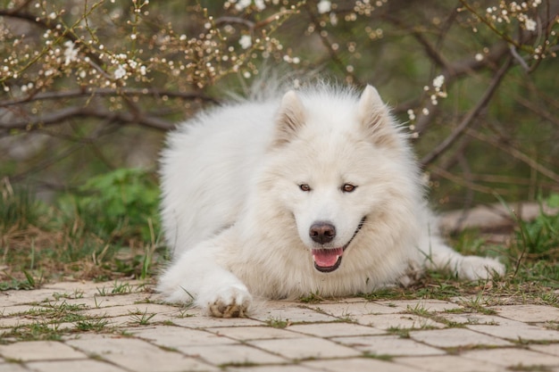 Photo a dog laying on a brick path in front of a tree with white flowers.