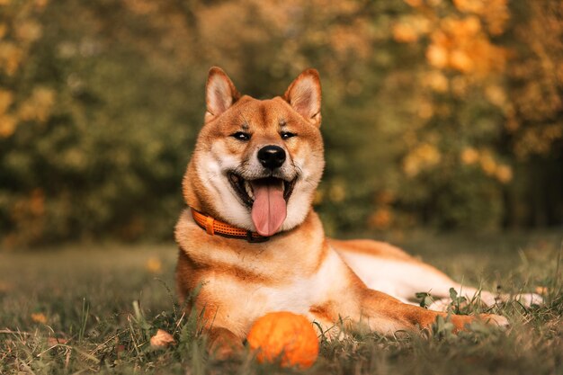 A dog laying in the grass with a pumpkin in the background