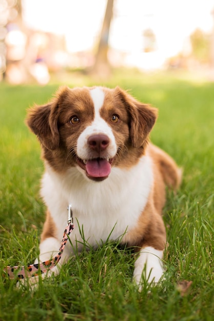 A dog laying in the grass with a rope tied to its neck.