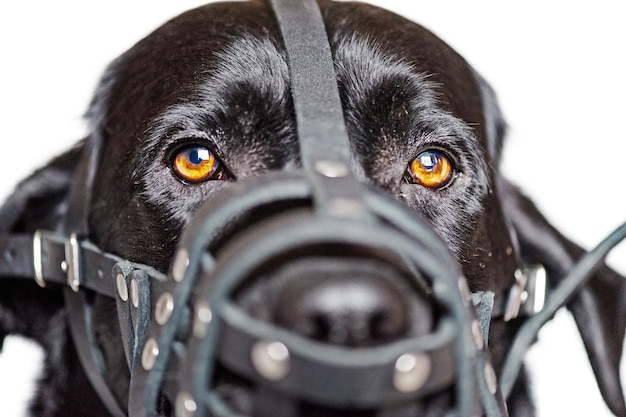 A dog in a leather muzzle Portrait of a black Labrador retriever in ammunition Isolate