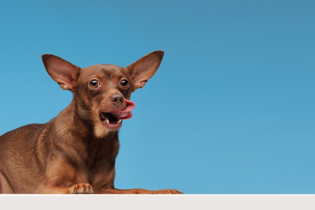 Dog licking on pure blue background