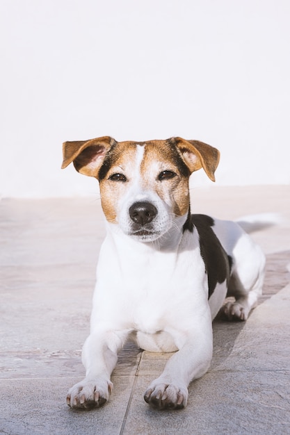 Dog lies on the balcony and enjoying the sun