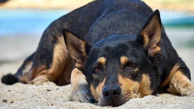 Dog lies on the beach at sunset. Samui. Thailand