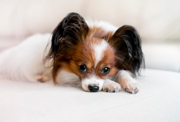 A dog lies on a light sofa against a white wall