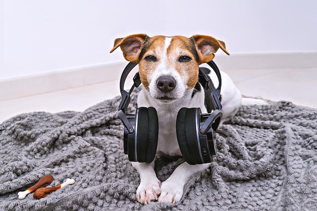 Dog lies in wireless headphones on blanket