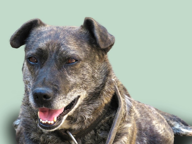 The dog lies with his mouth slightly open on a white background