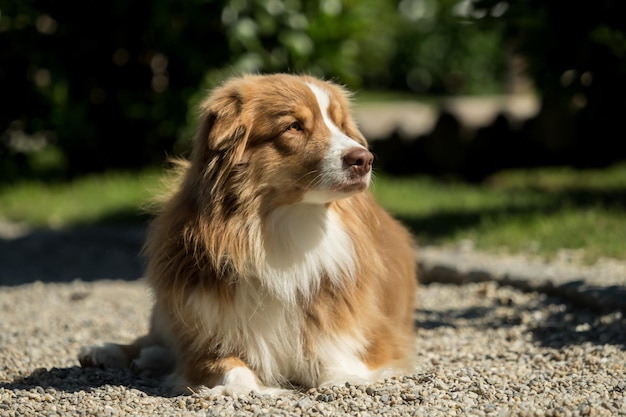 Photo dog looking away on field