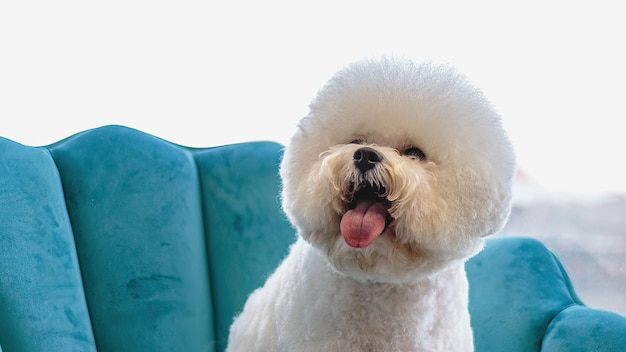 Dog looking at camera after hair brushing at professional grooming service